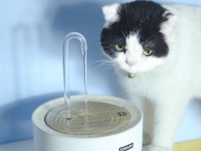 猫饮水机发霉的原因及防治方法（从源头控制）