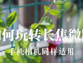 长焦微距相机如何与手机配合使用？拍照技巧有哪些？