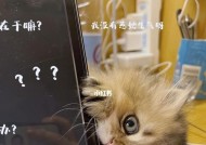猫在笔记本电脑上玩耍如何应对？