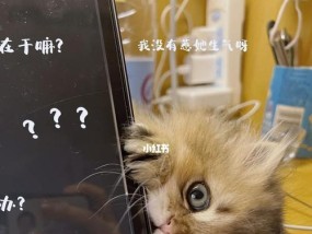 猫在笔记本电脑上玩耍如何应对？