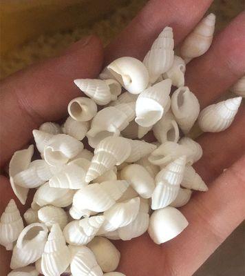 小海螺双桶洗衣机清洗方法（一步步教你如何彻底清洁小海螺双桶洗衣机）  第1张