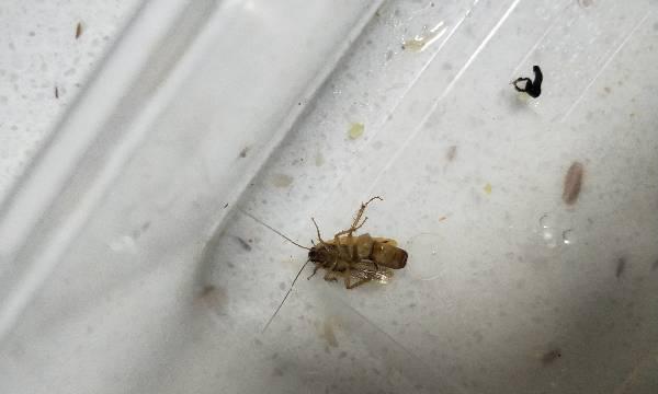 燃气灶有虫子怎么办（快速有效解决燃气灶虫子问题的方法）  第1张