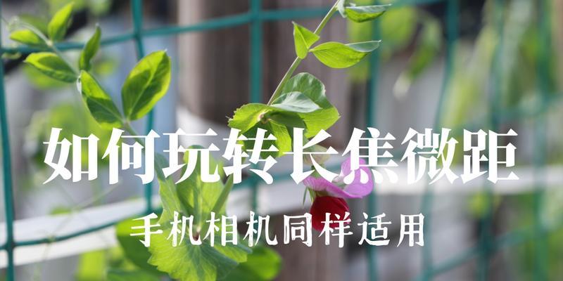 长焦微距相机如何与手机配合使用？拍照技巧有哪些？  第1张