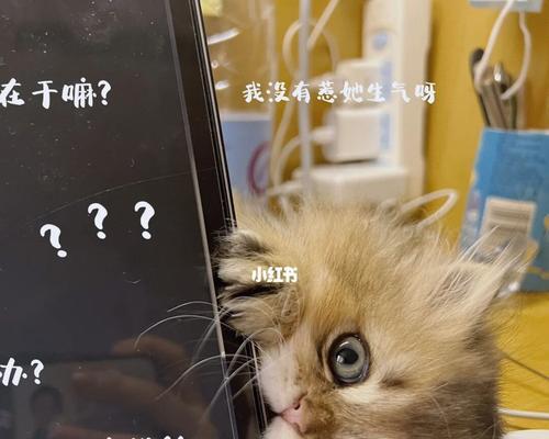 猫在笔记本电脑上玩耍如何应对？  第1张