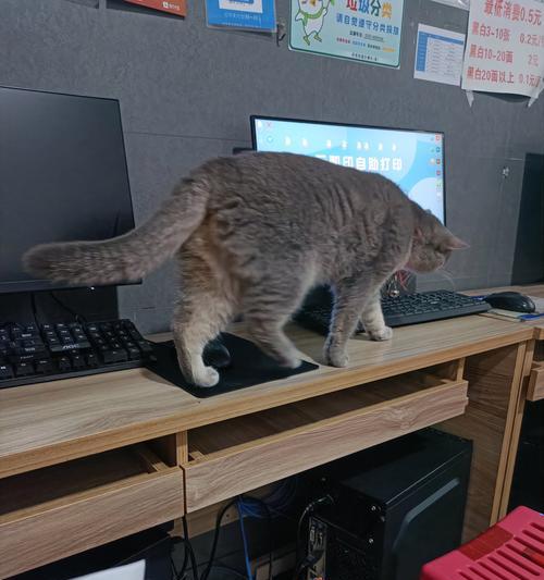 猫在笔记本电脑上玩耍如何应对？  第2张