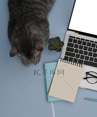 猫在笔记本电脑上玩耍如何应对？  第3张