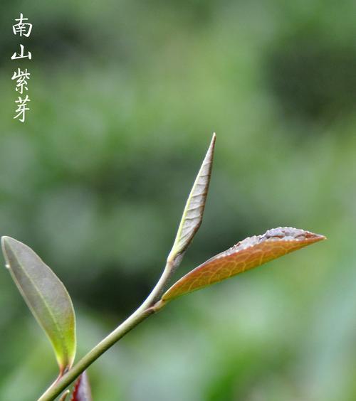 如何用手机拍出茶叶的美？  第2张